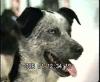 Spencer Joe Pup.mp4